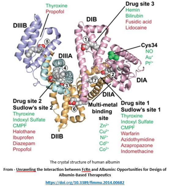 Identified drug binding sites on albumin in MedNut Mail article Albumin and vitamins