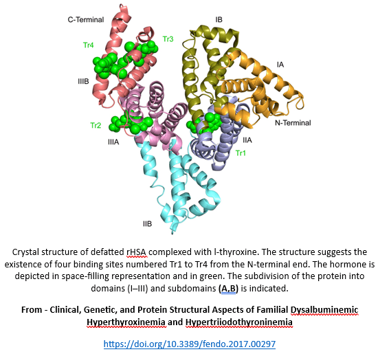 Albumin and thyroxine binding sites Thyroxine binding sites and building image from Clinical, Genetic, and Protein Structural Aspects of Familial Dysalbuminemic Hyperthyroxinemia and Hypertriiodothyroninemia