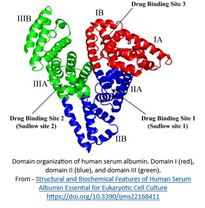 Albumin structure plus drug binding sites from doi.org10.3390ijms22168411 Drug binding sites, including Sudlow sites I+I in About Albumin, from doi.org/10.3390/ijms22168411