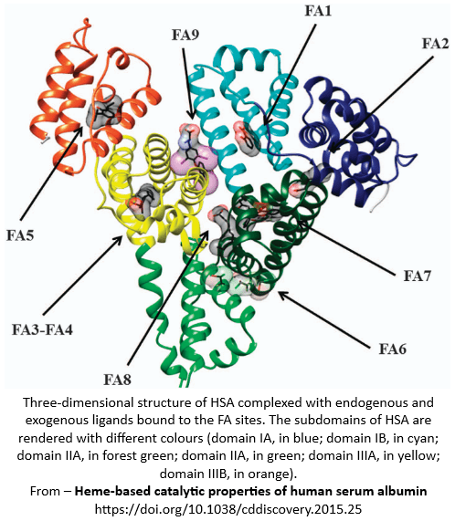 Identification of the 9 binding sites locations for the 9 fatty acids on albumin in MedNut Mail article Albumin and fatty acids