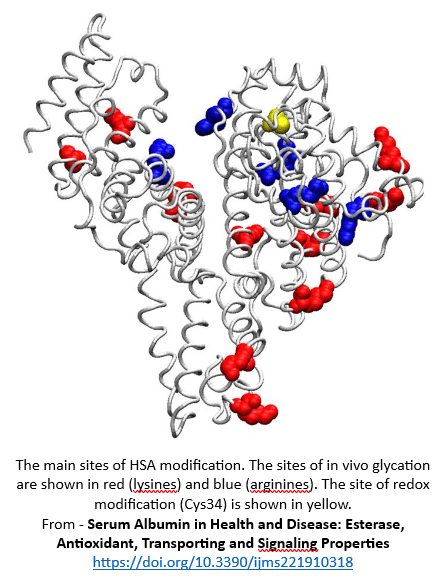 Positions of key glycation sites on albumin in MedNut Mail article Albumin and glucose.