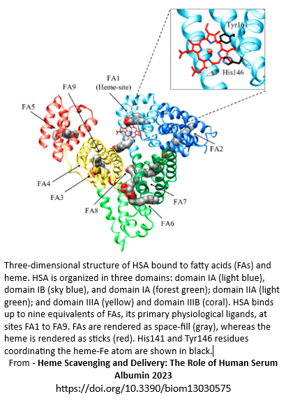 Location of the haem site on albumin From Heme Scavenging and Delivery: The Role of Human Serum Albumin 2023 https://doi.org/10.3390/biom13030575