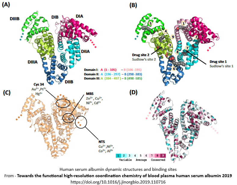 Human serum albumin dynamic structures and binding sites in Albumin and minerals in combination Metal binding sites on albumin from https://doi.org/10.1016/j.jinorgbio.2019.110716