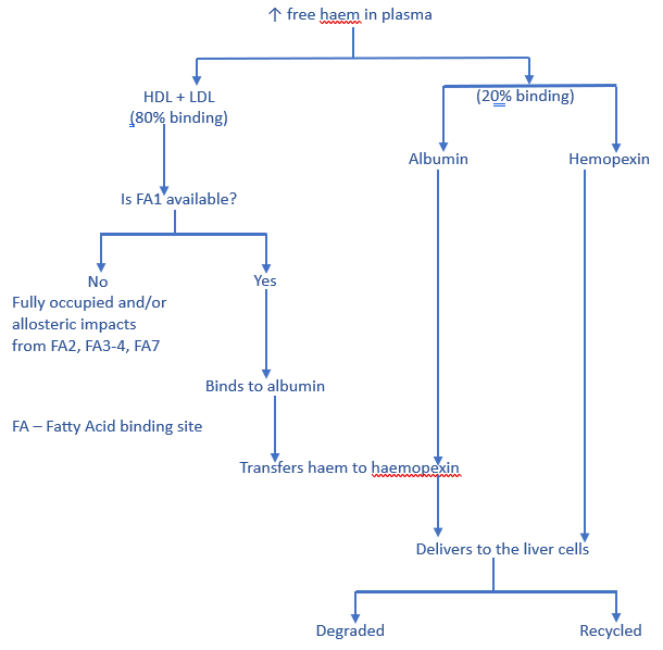 The regulatory pathway for plasma haem in MedNut Mail Albumin's haem site