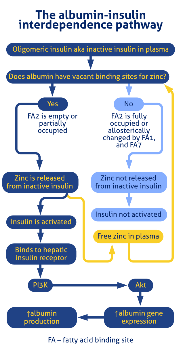 The importance of zinc in the insulin-albumin interrelationship in MedNut Mail Albumin and the Zinc Switch
