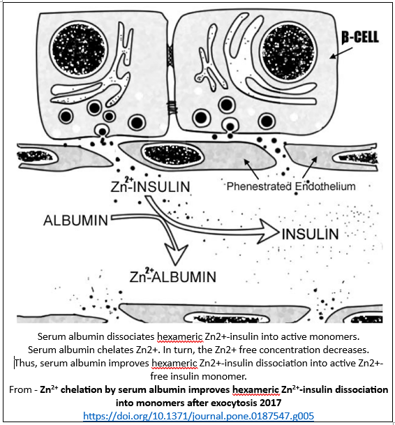 Proposed mechanism for the cleaving of zinc from insulin in Zn2+ 2017 chelation by serum albumin improves hexameric ...