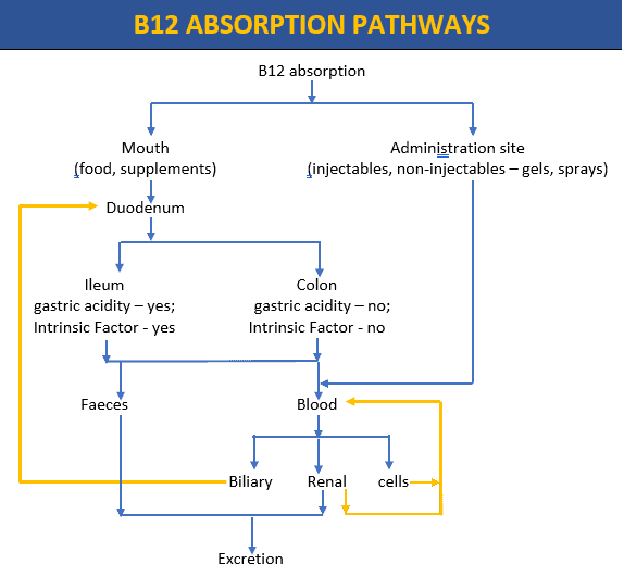 Diagram outlining the 2 primary absorption pathways for B12 from MedNut Mail post B12 absorption