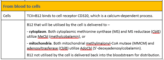 From blood to cells outline for B12 absorption from MedNut Mail post B12 absorption