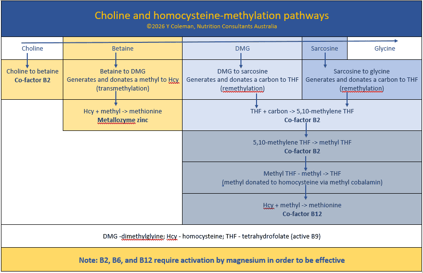 Homocysteine methylation and choline's inputs in MedNut Mail post Can choline treat raised B6 and B12 levels?