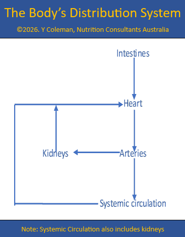 Diagram of the body's distribution system in MedNut Mail post The Distribution System