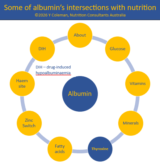 Some of Albumin's intersection points with nutrition - thyroxine, from MedNut Mail post Albumin and thyroxine Interactions with thyroxine is one of albumin's intersection points with nutrition in MedNut Mail post Albumin and thyroxine